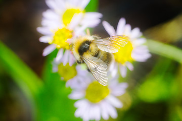 Image showing summer Bumble bee insect flower macro