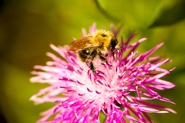 Image showing summer Bumble bee insect flower macro