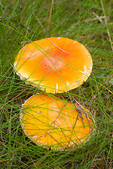 Image showing  fly amanita  mushroom  autumn