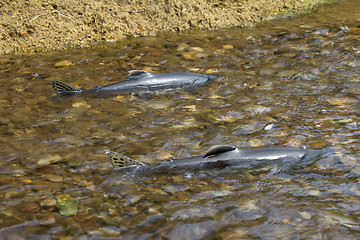 Image showing male of humpback salmon  in bottom watercourse 