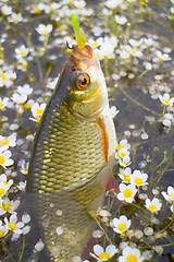 Image showing summer lake fishing Rudd fish