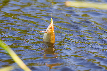 Image showing summer lake fishing Rudd fish