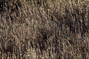 Image showing Frosty morning in the  meadow