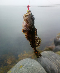 Image showing sea fishing the Arctic circle