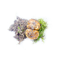 Image showing mushroom on white background autumn