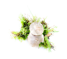 Image showing mushroom on white background autumn