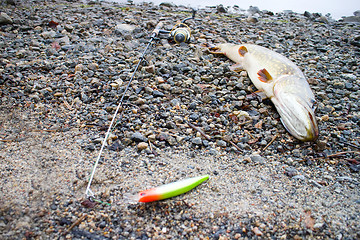 Image showing trophy pike on stones Bank of rapids river 