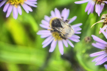 Image showing summer Bumble bee insect flower macro