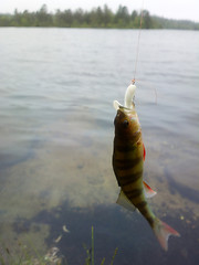 Image showing perch fishing in polar lakes