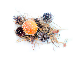 Image showing  fly amanita  mushroom on white background autumn