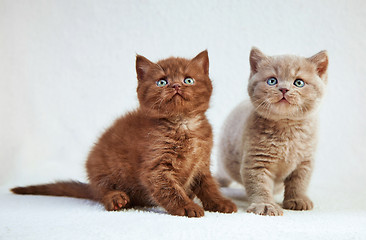 Image showing kittens