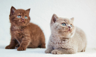 Image showing kittens