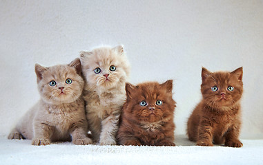 Image showing British kittens