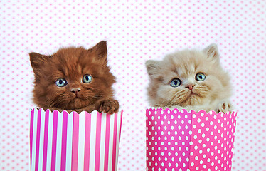 Image showing two british kittens