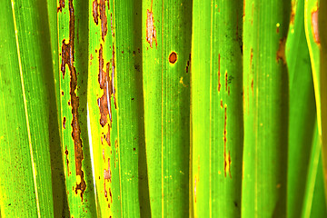 Image showing    abstract  thailand in the light   background  of a     white 