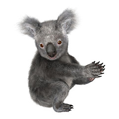 Image showing Koala