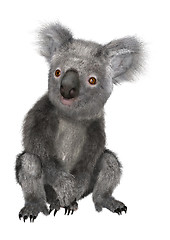 Image showing Koala