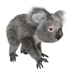 Image showing Koala