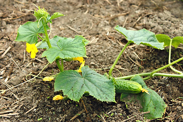Image showing Cucumber plants grows in the soil