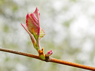 Image showing Grape leaf on the vine sprouting in springtime