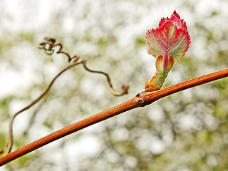 Image showing Grape leaf on the vine in springtime