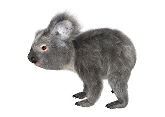 Image showing Koala