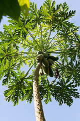 Image showing Green papaya on the tree, Bali Indonesia