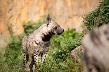 Image showing Striped hyena (Hyaena hyaena)