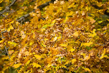 Image showing Autumn background