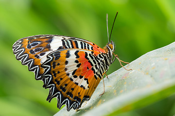 Image showing beautiful Monarch Butterfly