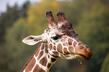Image showing young cute giraffe grazing