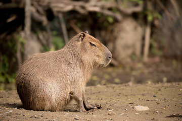 Image showing Close up photo of Capybara