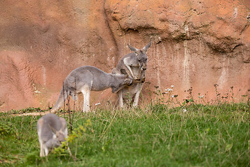 Image showing red kangaroo