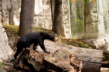 Image showing Sun bear also known as a Malaysian bear