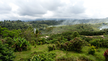 Image showing Rice terraced paddy fields in central Bali, Indonesia