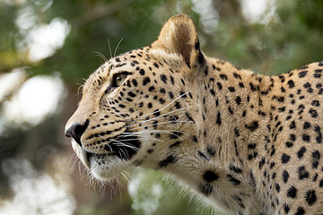 Image showing head shot of Persian leopard