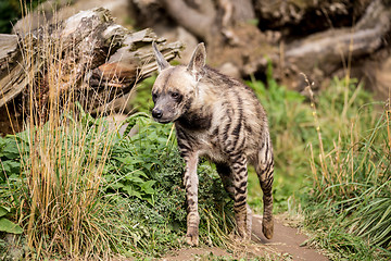 Image showing Striped hyena (Hyaena hyaena)