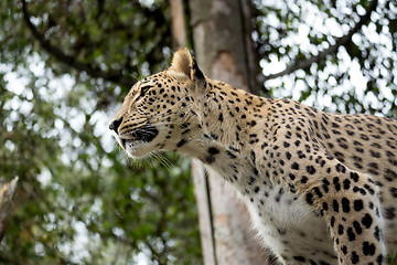 Image showing head shot of Persian leopard