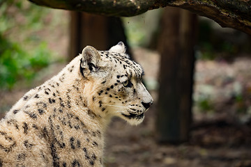 Image showing snow leopard, Uncia uncia