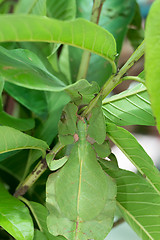 Image showing perfectly masked asian phyllium giganteum