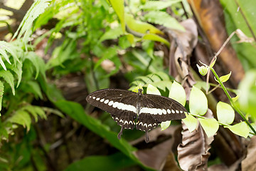 Image showing beautiful butterfly