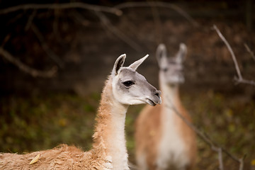 Image showing close up portrait of Guanako llama