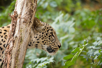 Image showing head shot of Persian leopard