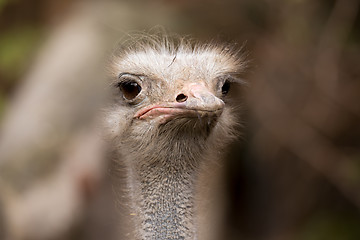 Image showing Portrait of Australian Emu (Dromaius novaehollandiae)