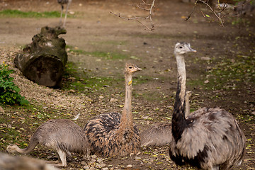 Image showing Portrait of Australian Emu (Dromaius novaehollandiae)