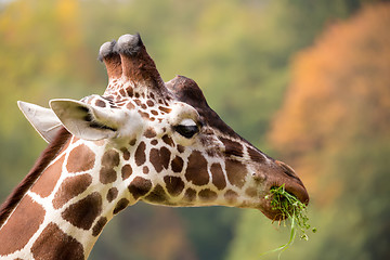 Image showing young cute giraffe grazing