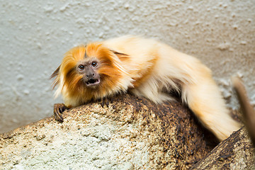 Image showing Golden Lion Tamarin