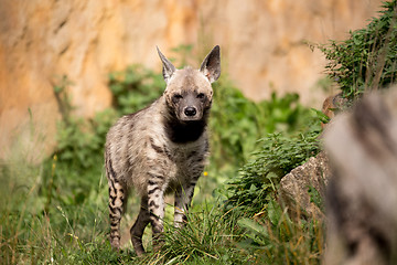 Image showing Striped hyena (Hyaena hyaena)