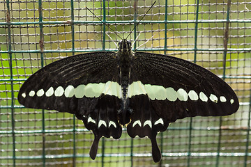 Image showing beautiful dark butterfly with white strip