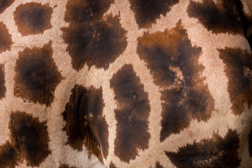 Image showing Giraffa texture